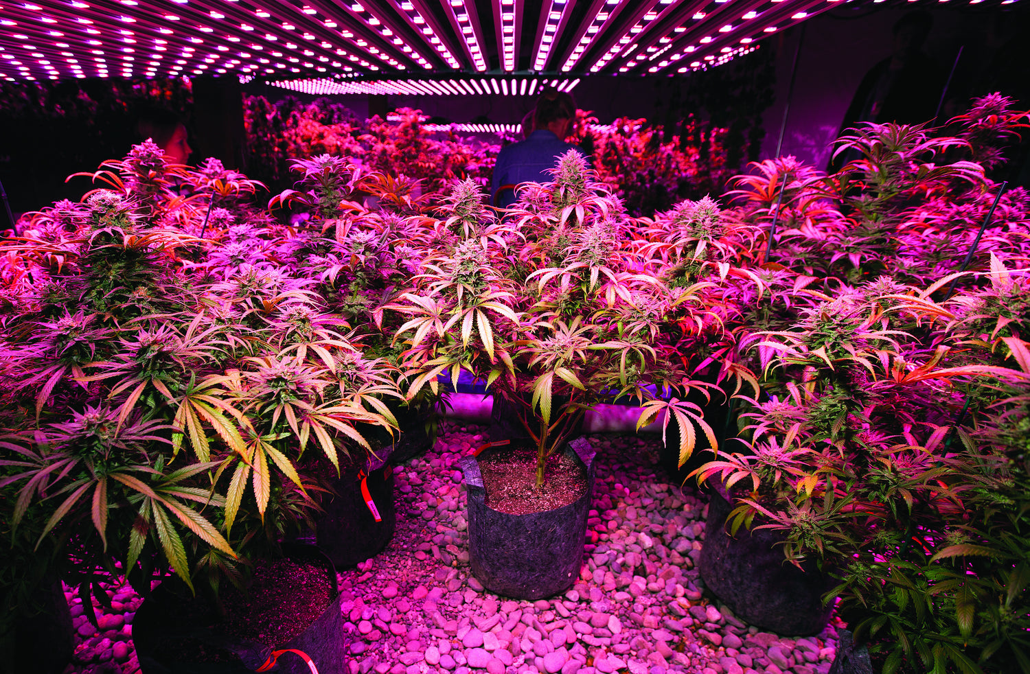 Cannabis Growing Lights And Systems