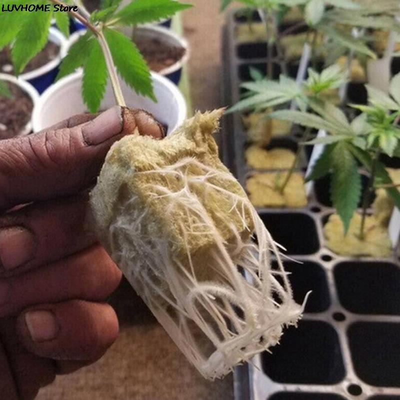 50Pcs Hydroponic Plant Cultivation Wool Cubes