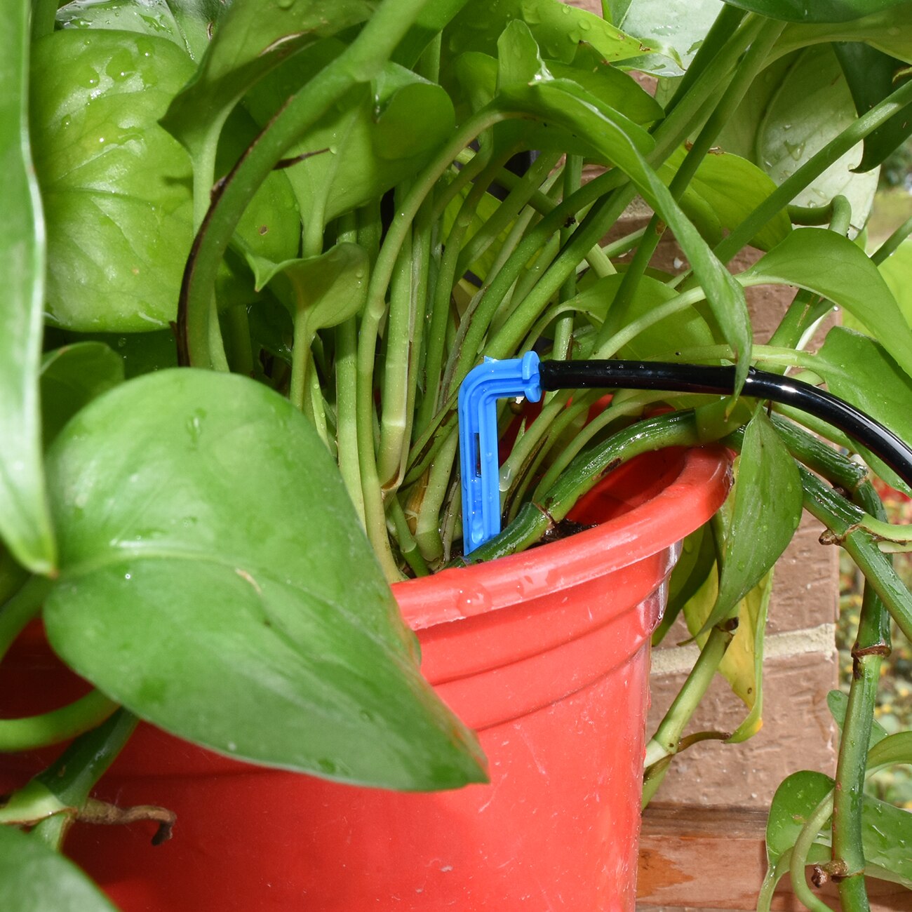 Greenhouse Drip Irrigation Watering System
