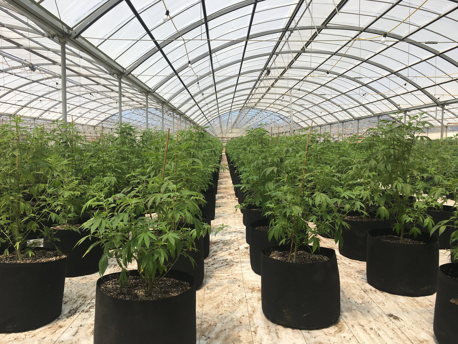 Indoor And Outdoor Greenhouses