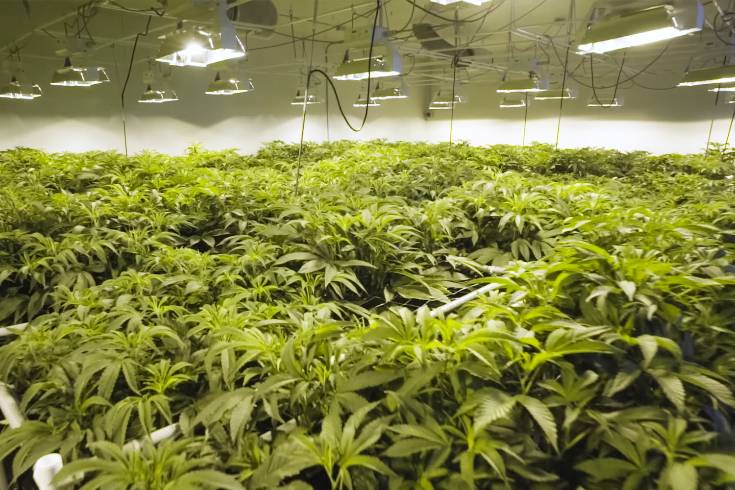 Hydroponic Flow And Drip Systems