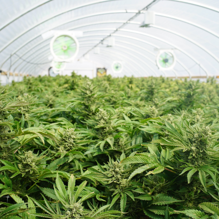 Cannabis Growing Ventilation