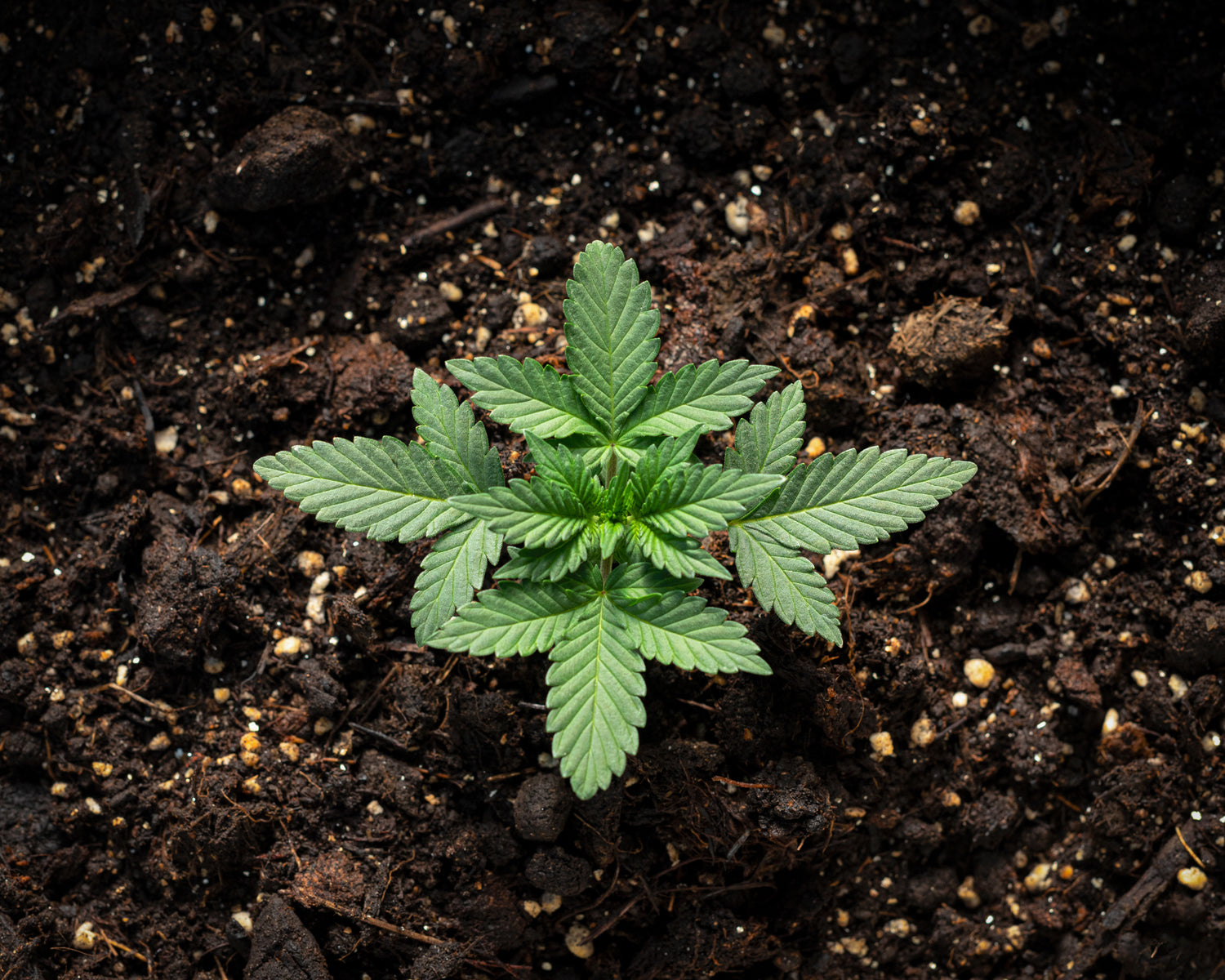 Cannabis Soil