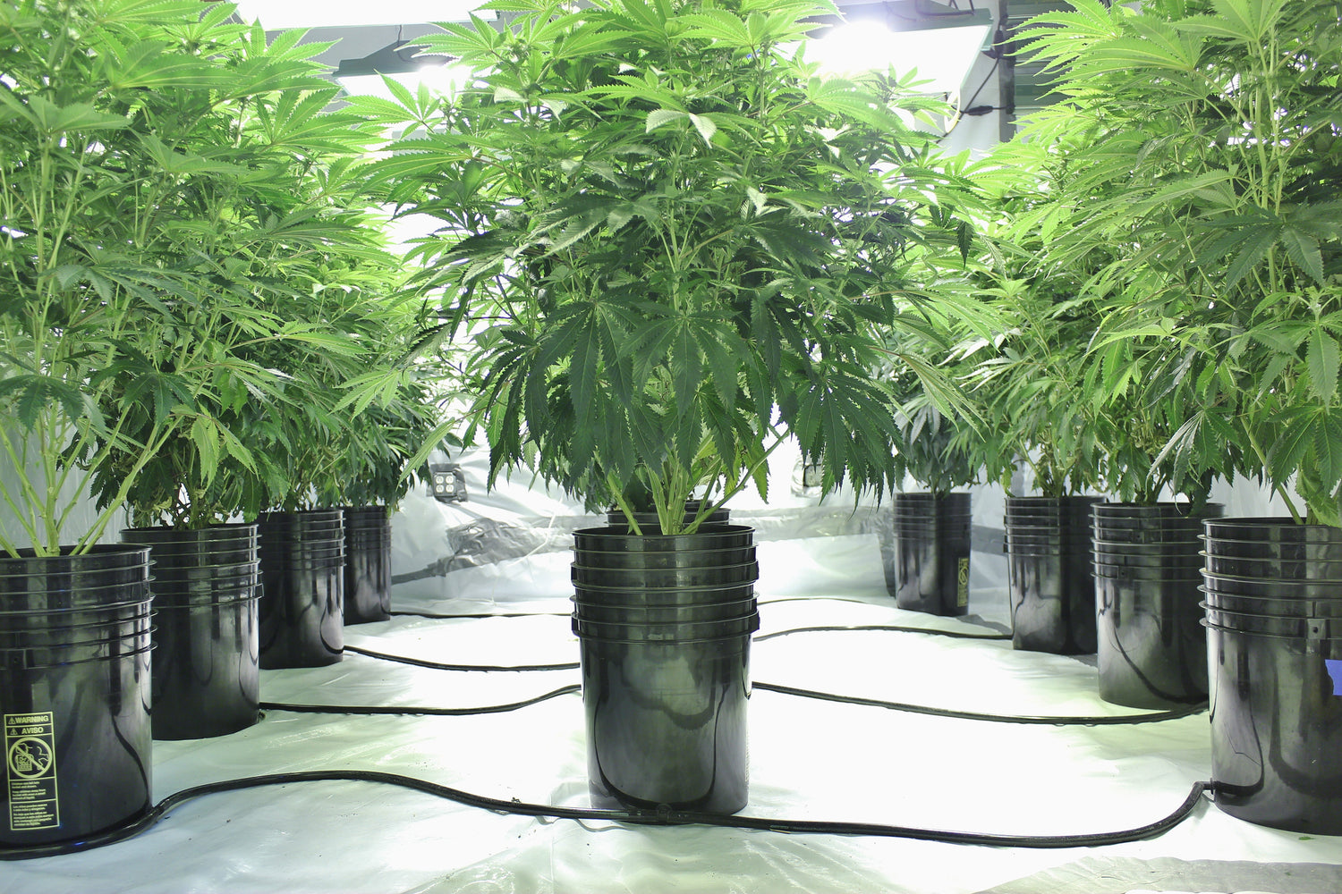 Hydroponics Growing Supplies